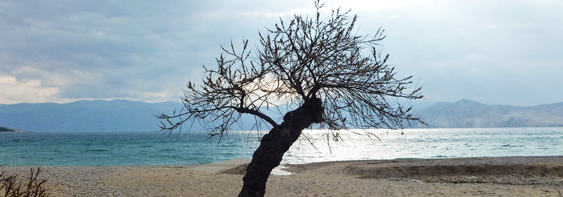 Beach tree